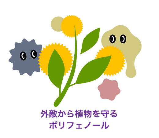 外敵から植物を守るポリフェノール