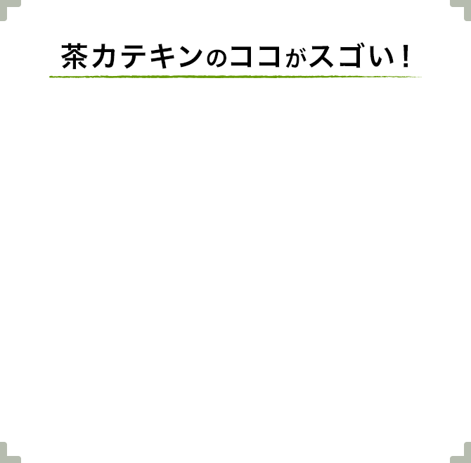 茶カテキンのココがスゴい！